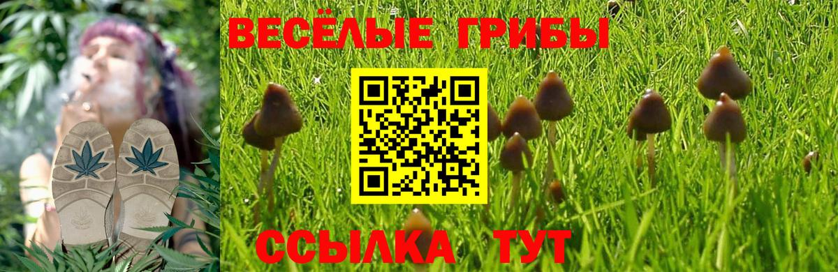 Псилоцибиновые грибы Cubensis Керчь